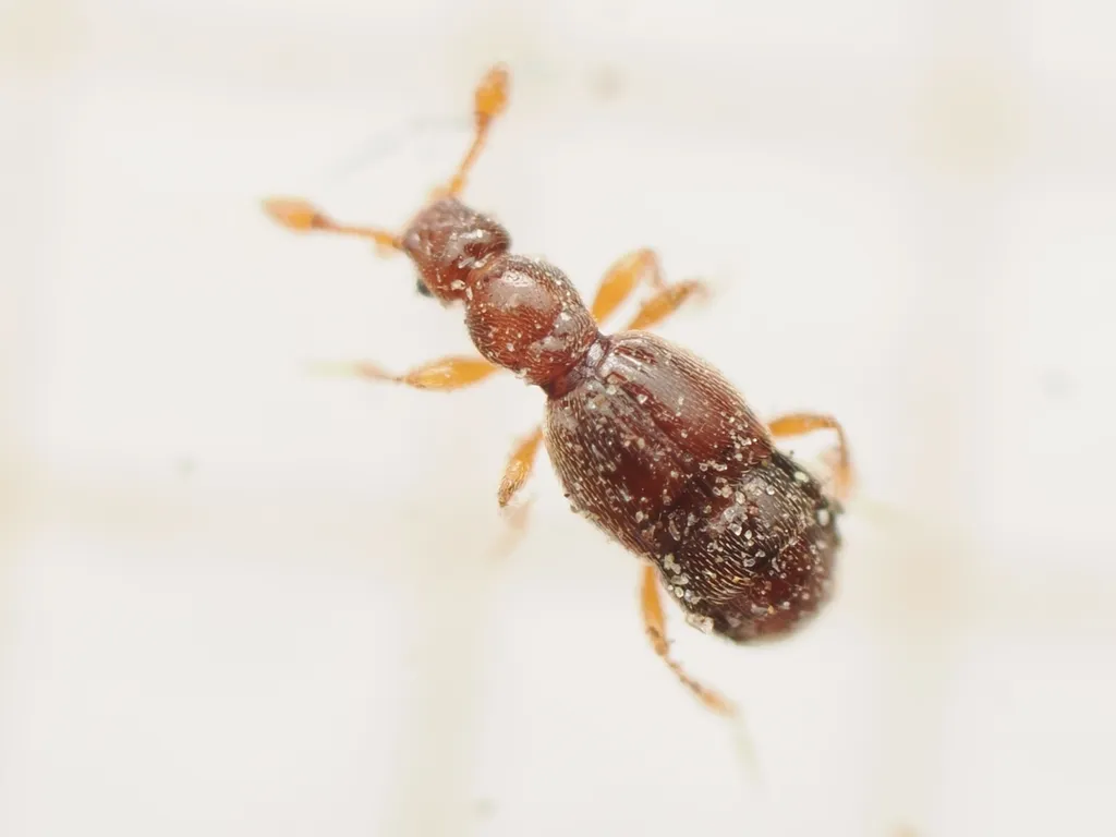 Trimium brevicorne - photo 2