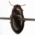 Trimytis pruinosa