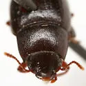Trimytis pruinosa - photo 2