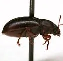 Trimytis pruinosa - photo 3