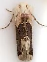 Triocnemis saporis - Hodges#10174 - photo 3