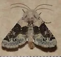 Triocnemis saporis - Hodges#10174 - photo 4