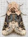 Triocnemis saporis - Hodges#10174 - photo 5