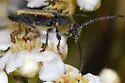 Triodoclytus lanifer - Triodoclytus lanifer