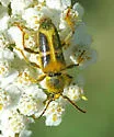 Triodoclytus lanifer - photo 2