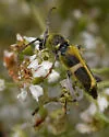 Triodoclytus lanifer - photo 3