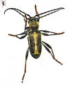Triodoclytus lanifer - photo 4