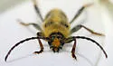 Triodoclytus lanifer - photo 5