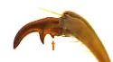 Triodonyx bellamyi