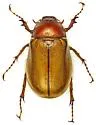 Triodonyx bellamyi - photo 2
