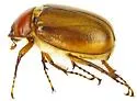 Triodonyx bellamyi - photo 3