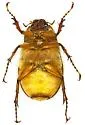 Triodonyx bellamyi - photo 4