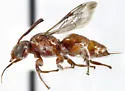 Triopasites penniger