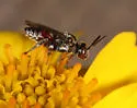 Triopasites penniger - photo 4