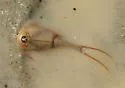 Triops longicaudatus