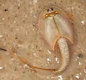 Triops longicaudatus - photo 2