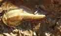 Triops longicaudatus - photo 3