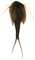 Triops longicaudatus - photo 4