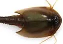 Triops longicaudatus - photo 5