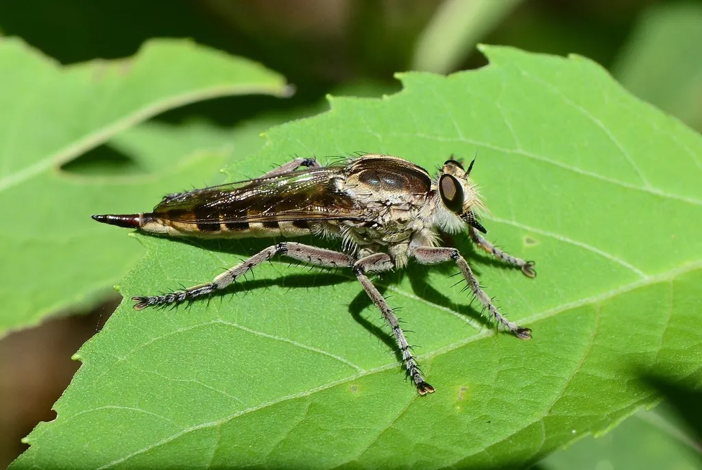 Triorla interrupta