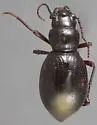 Triorophus laevis