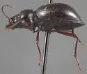 Triorophus laevis - photo 2