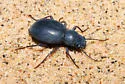Triorophus laevis - photo 3