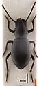 Triorophus laevis - photo 4