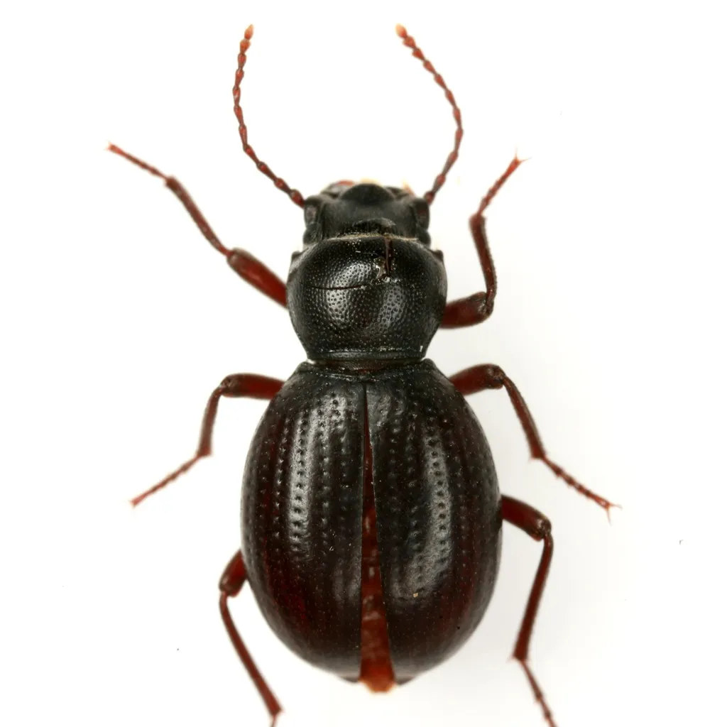 Triorophus lecontei - photo 2
