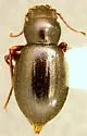 Triorophus rugiceps
