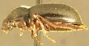 Triorophus rugiceps - photo 2