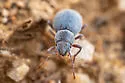 Triorophus rugiceps - photo 4