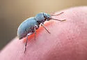 Triorophus rugiceps - photo 5