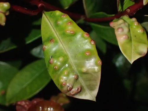 Eugenia Psyllid - photo 3