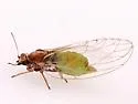 Trioza albifrons