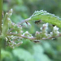 Trioza albifrons - photo 2