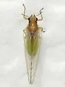 Trioza albifrons - photo 5