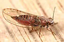 Trioza aylmeriae