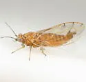Trioza aylmeriae - photo 2