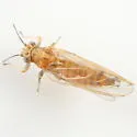 Trioza aylmeriae - photo 3