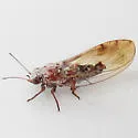 Trioza aylmeriae - photo 4