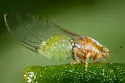Trioza bakeri