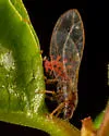 Trioza bakeri - photo 3