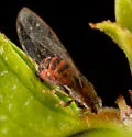 Trioza bakeri - photo 4