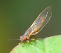 Ficus Leaf-Rolling Psyllid