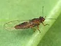 Ficus Leaf-Rolling Psyllid - photo 3