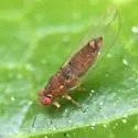 Ficus Leaf-Rolling Psyllid - photo 4