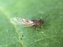 Ficus Leaf-Rolling Psyllid - photo 5
