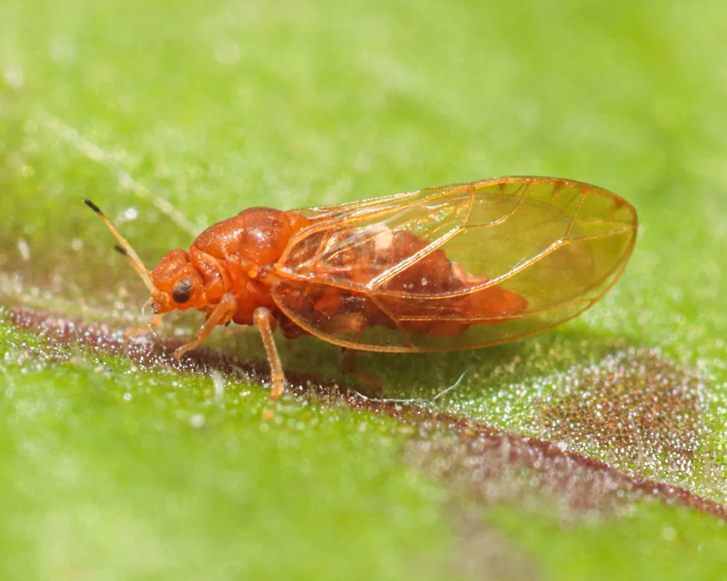 Trioza flavipennis - photo 2