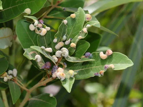 Red Bay Psyllid